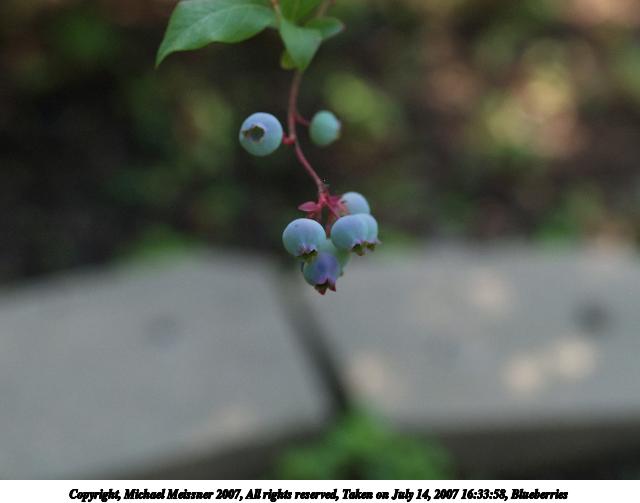 Blueberries #2