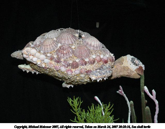Sea shell turtle