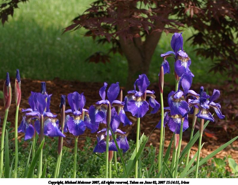 Irises #7