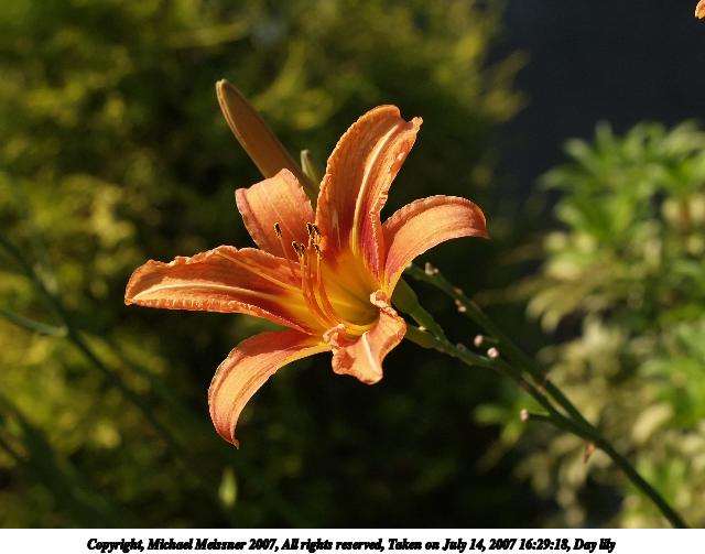 Day lily #10