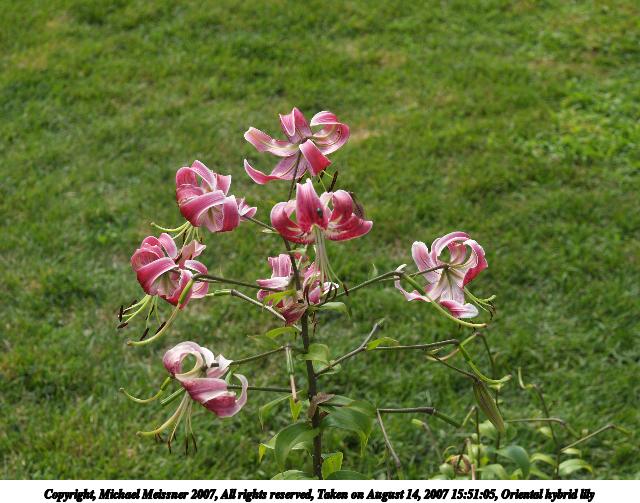 Oriental hybrid lily
