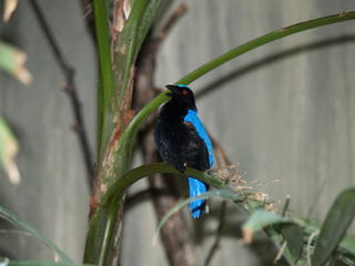Blue and black bird