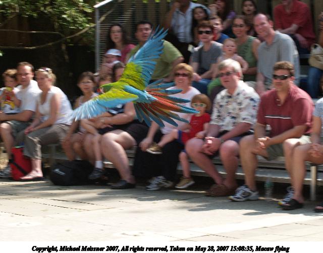 Macaw flying #2