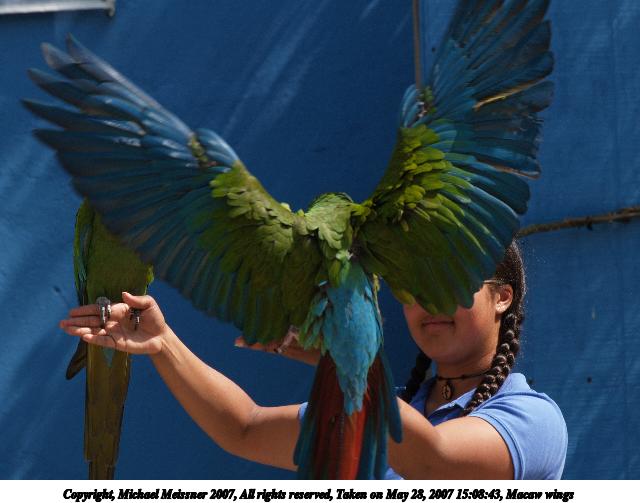 Macaw wings #3