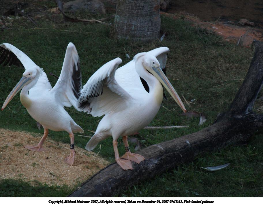 Pink-backed pelicans #2