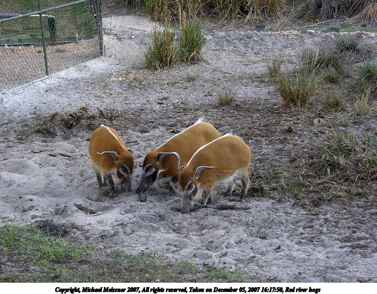 Red river hogs #3