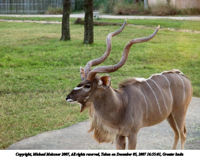 Greater kudu #2