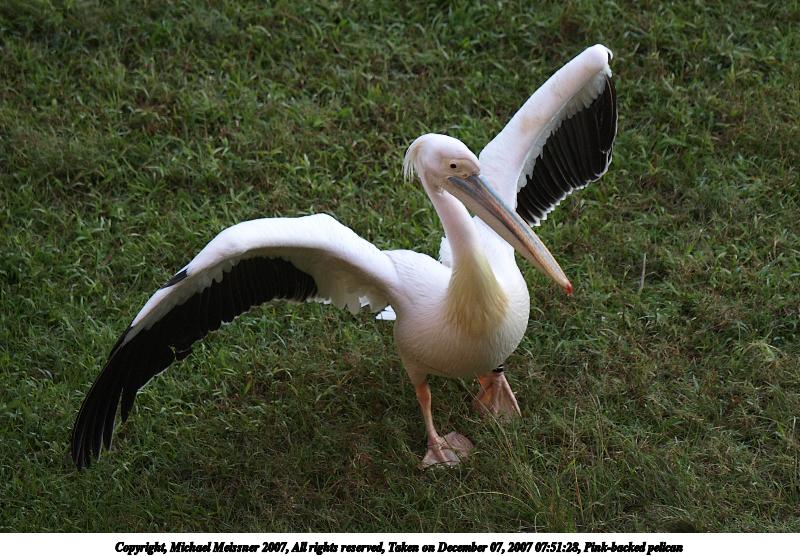 Pink-backed pelican #2