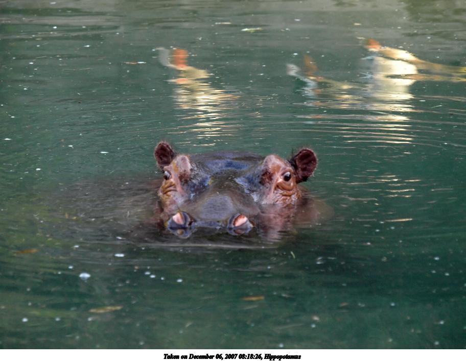 Hippopotamus #2