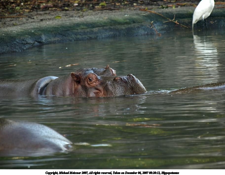 Hippopotamus #3