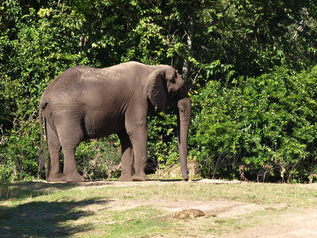 African Elephant #2