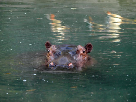 Hippopotamus #2