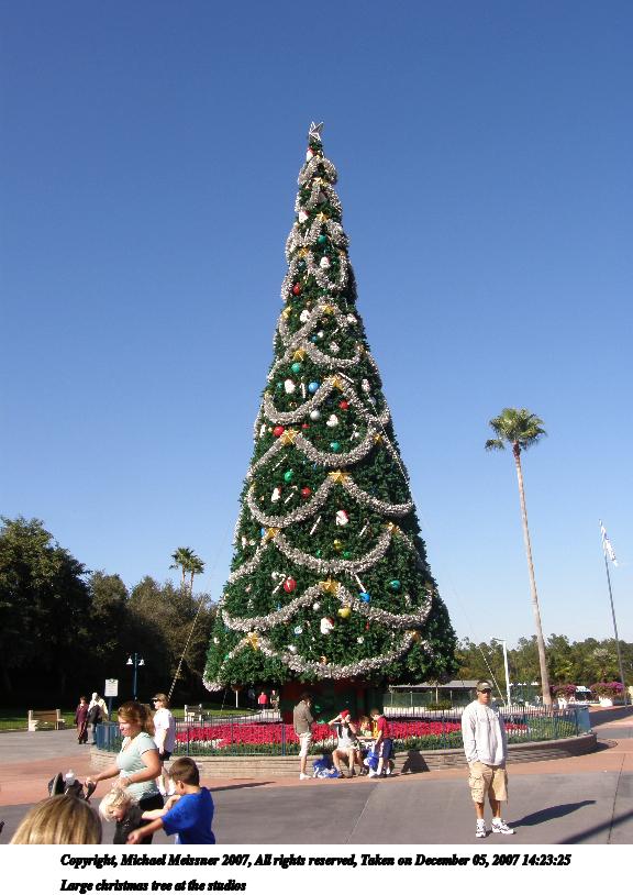 Large christmas tree at the studios