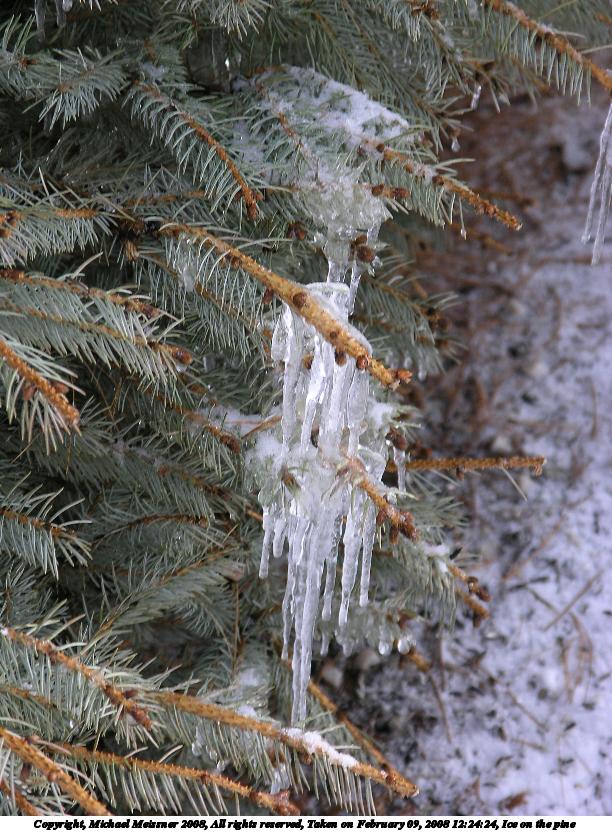 Ice on the pine
