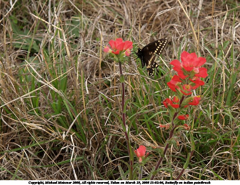 Butterfly on indian paintbrush #3