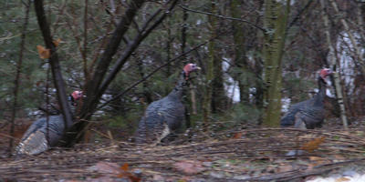 Wild turkeys #2