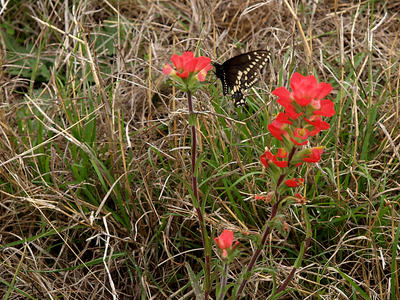 Butterfly on indian paintbrush