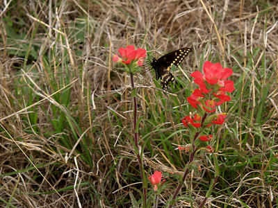 Butterfly on indian paintbrush #4