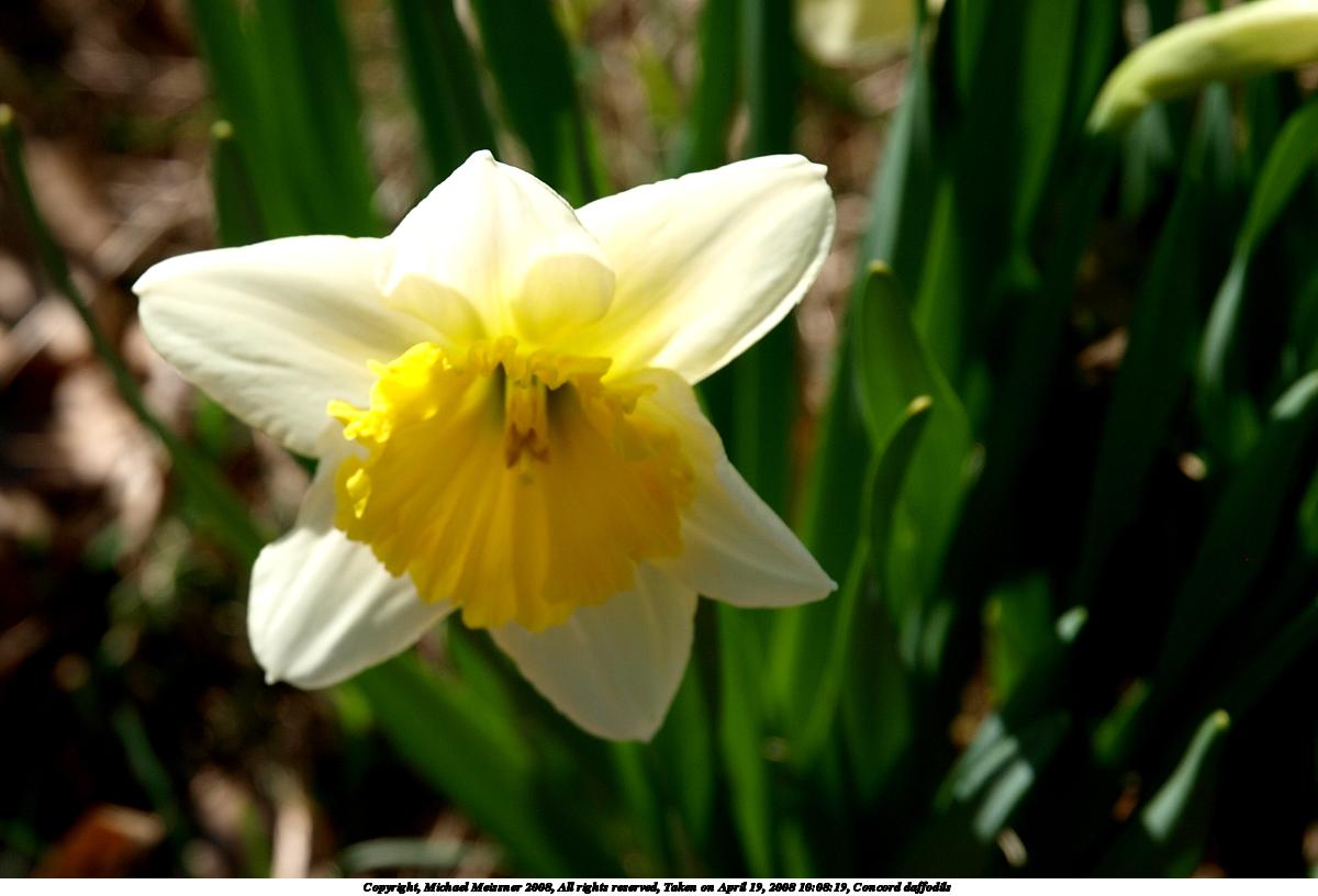 Concord daffodils #8