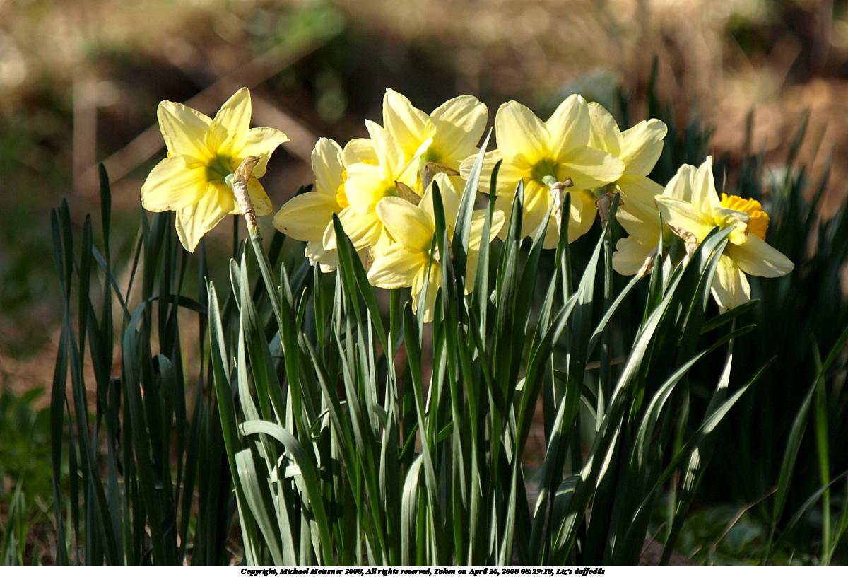 Liz's daffodils