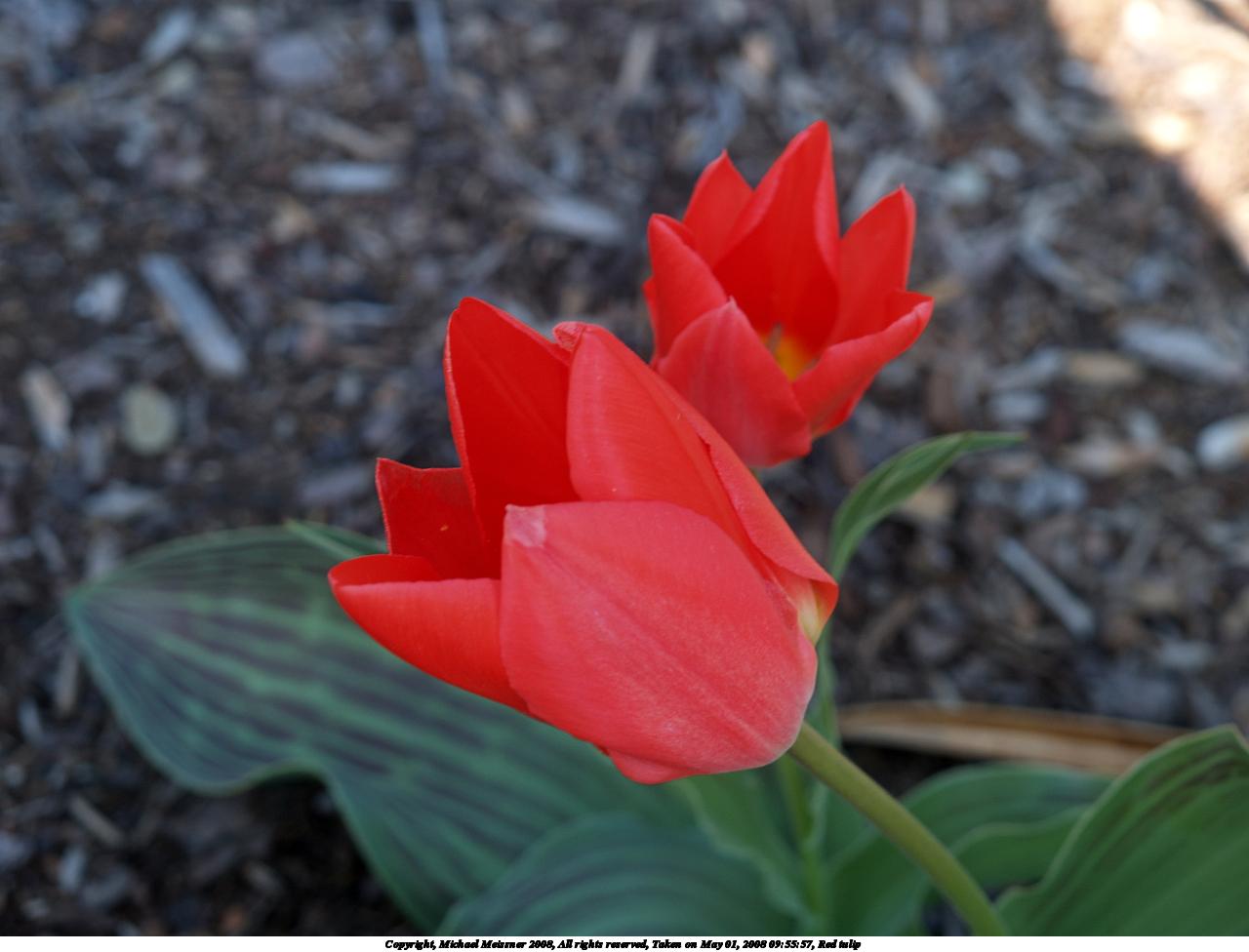 Red tulip #4