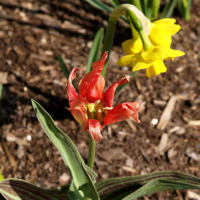 Red tulip #3