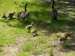 The goose family #3