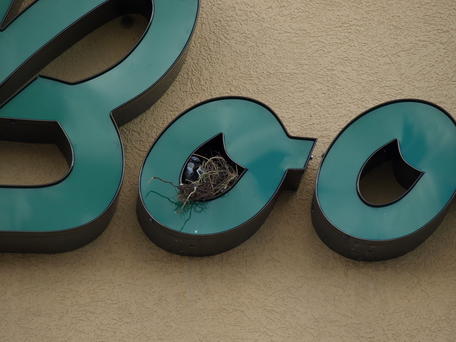 Bird nesting on Donelans sign #3