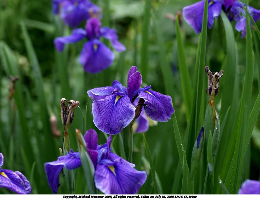 Irises #2