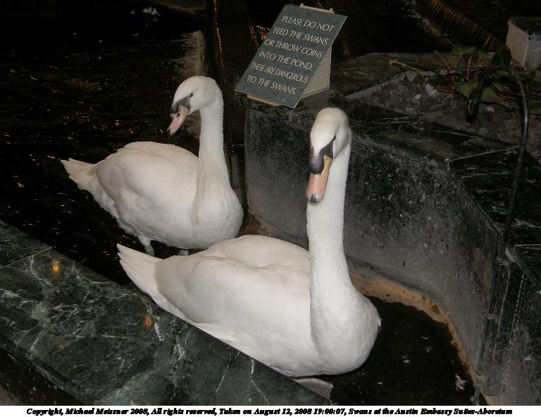 Swans at the Austin Embassy Suites-Aboretum #3