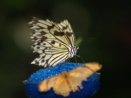 Paper wing butterfly
