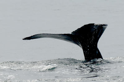 Whale tail #3