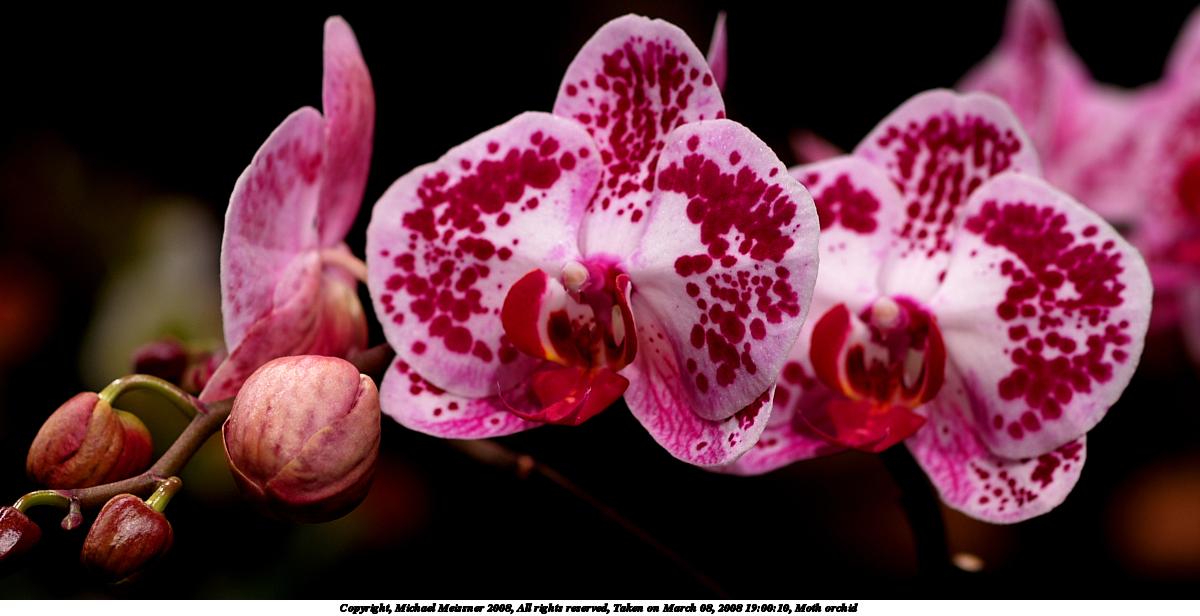 Moth orchid #5