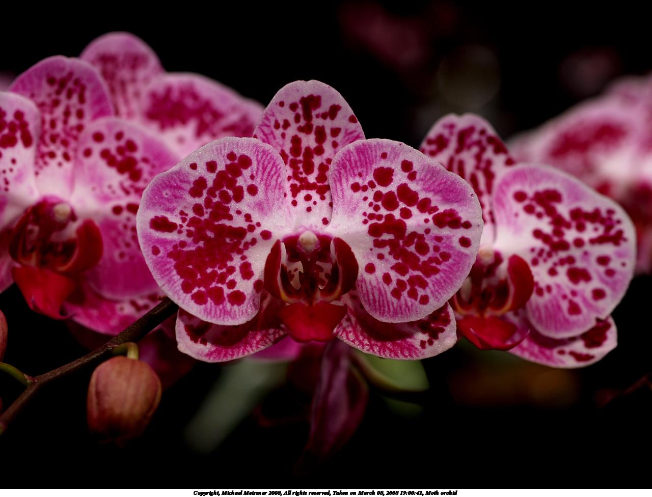 Moth orchid #6