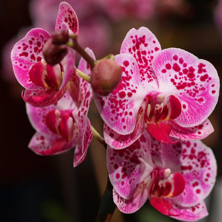 Moth orchid #4