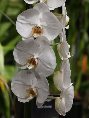 Moth orchid #8