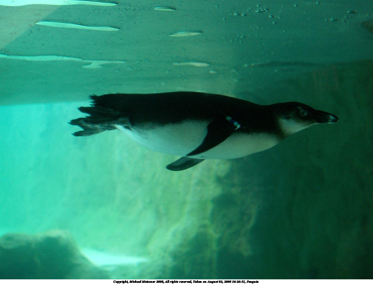 Penguin