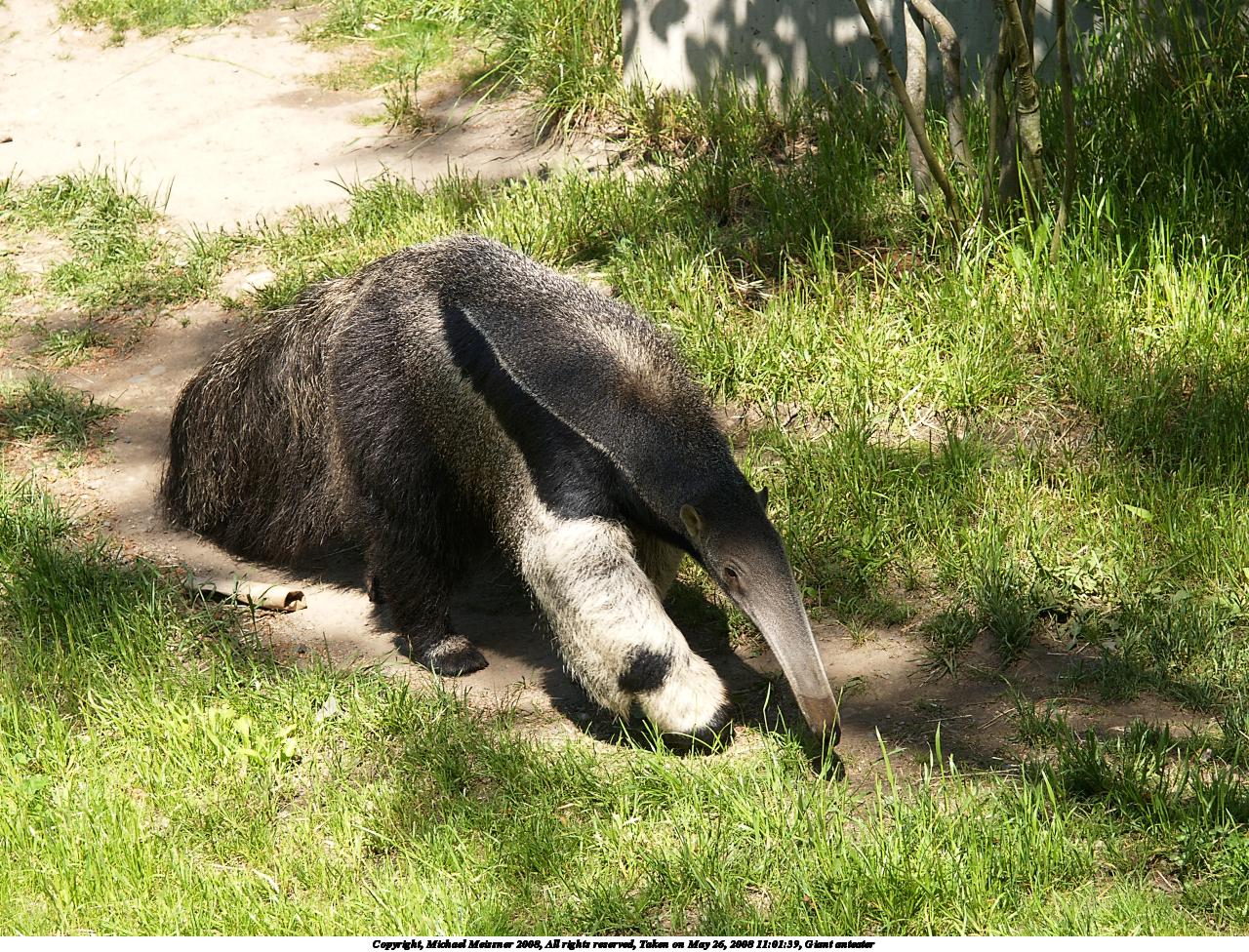 Giant anteater #2