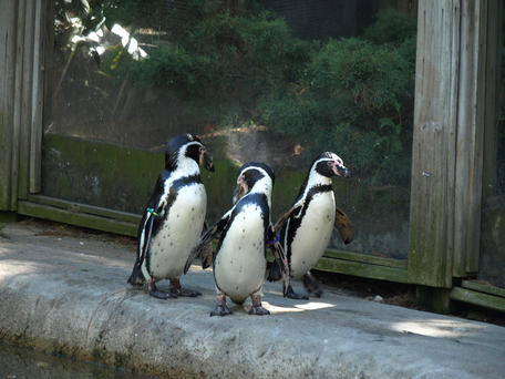 Penguin convention