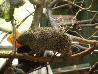 Prehensile-tailed porcupine #2