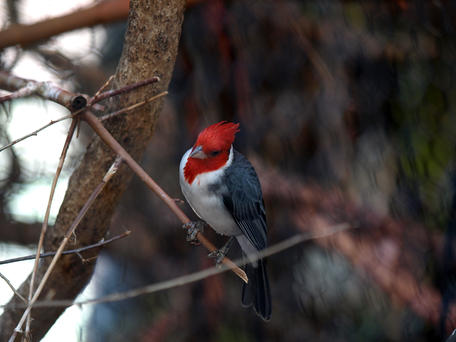 Red-headed bird