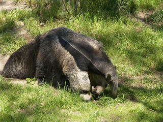Giant anteater #3