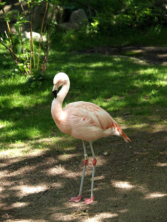 Chilean flamingo #3