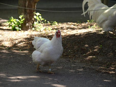 Chicken crossing the road #2