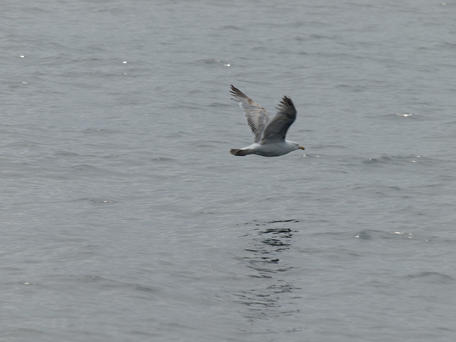 Sea gull #3