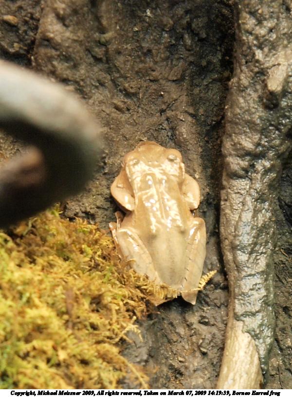 Borneo Earred frog