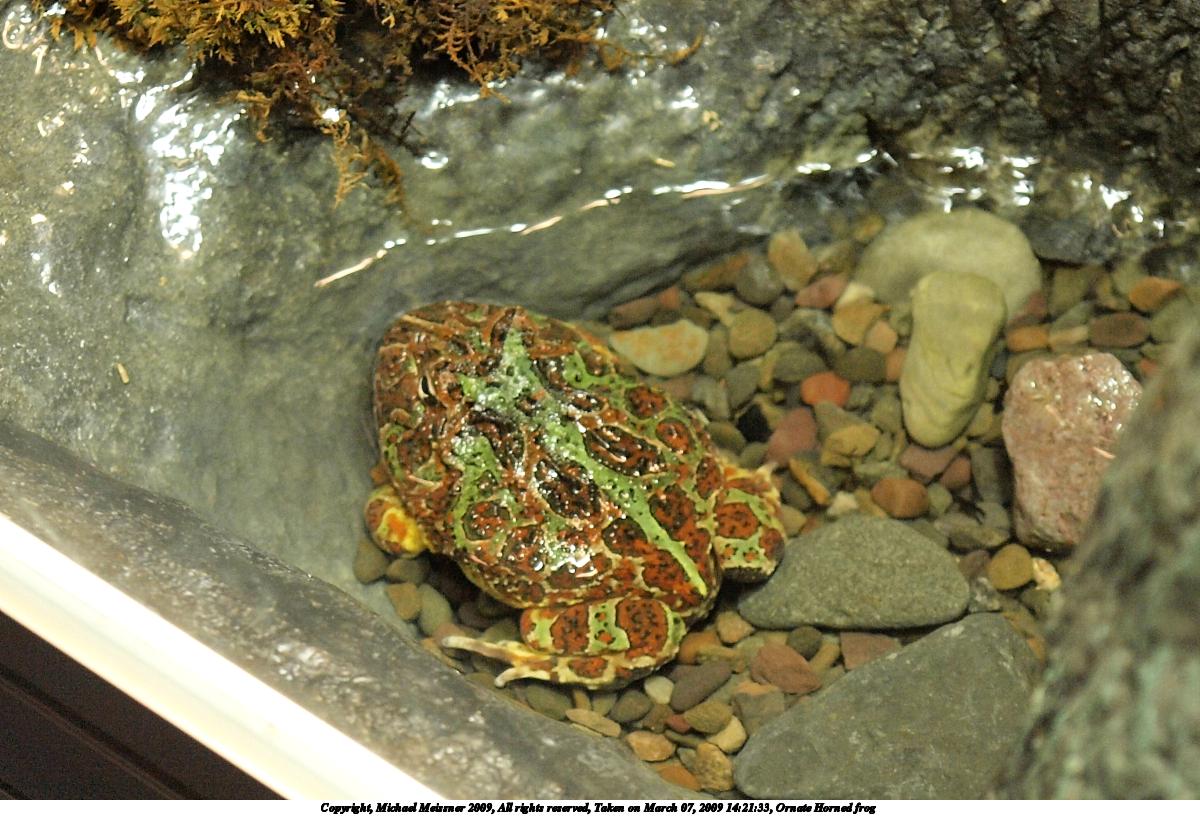 Ornate Horned frog