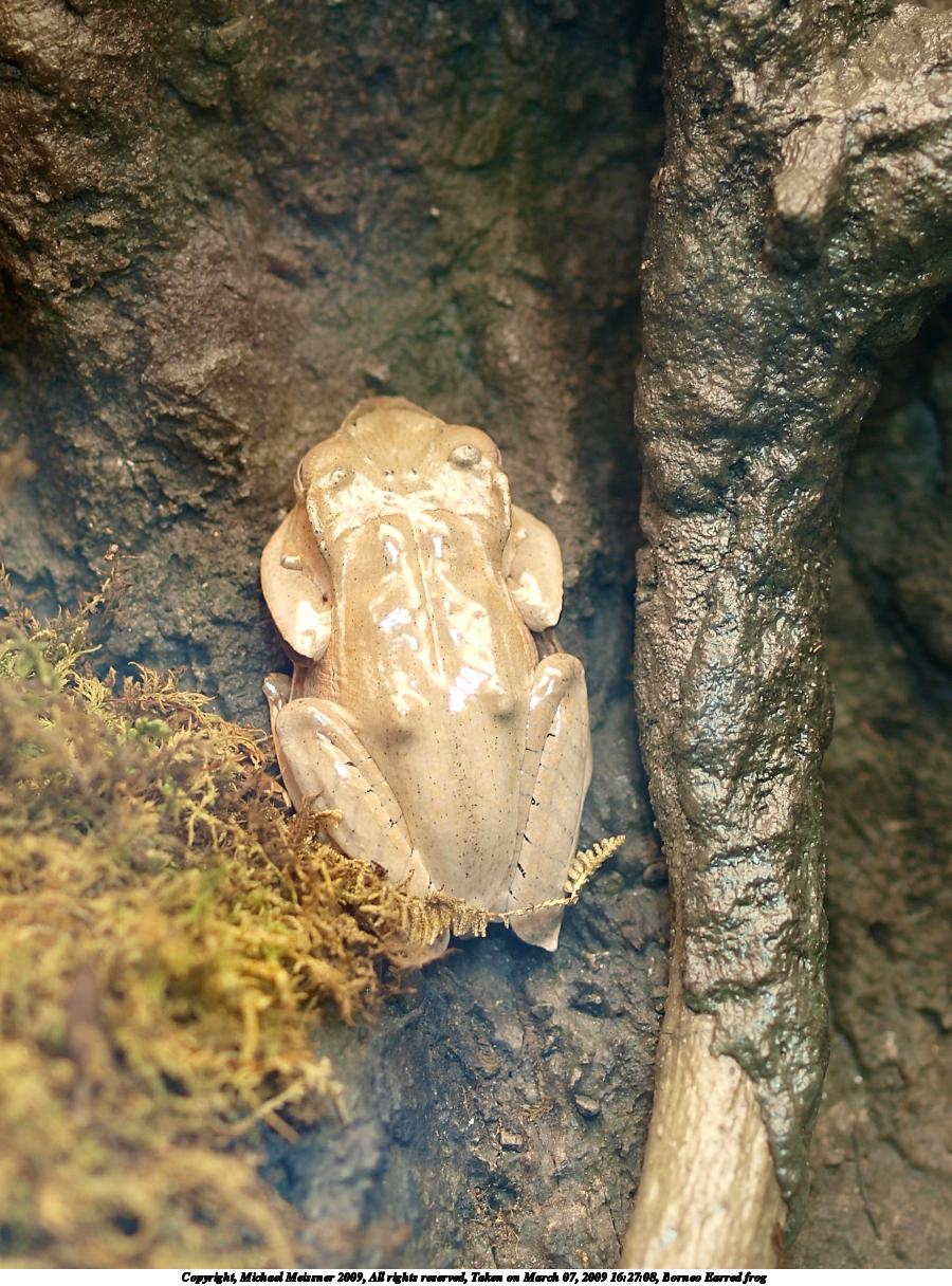 Borneo Earred frog #2