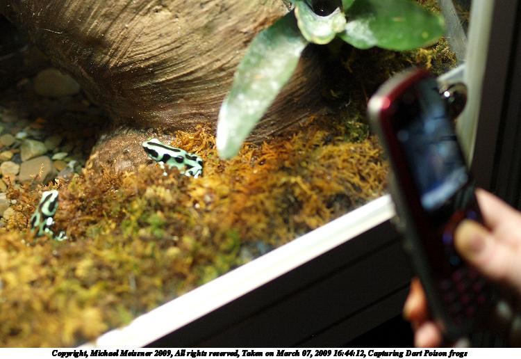 Capturing Dart Poison frogs