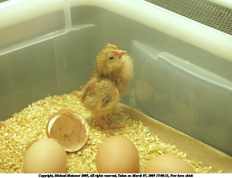 New born chick
